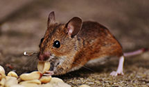 Find Exterminators in Redwood County